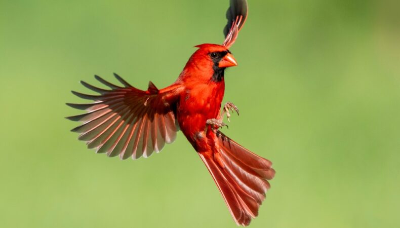 CARDINAL CHANGE EXAMINES THE ENTIRE, FACTUAL UNDERTAKING